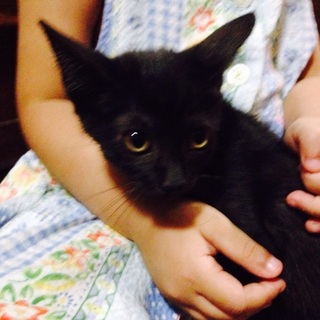人懐こい黒猫ちゃん
