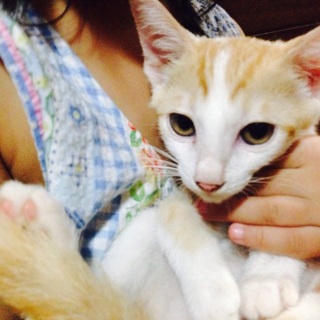 里親さんになって下さい