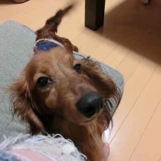 「ネロ」人が大好き、撫でてもらうの大好き！