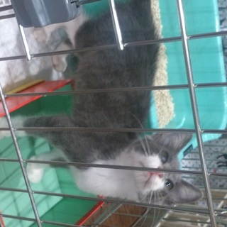 家族になって下さい