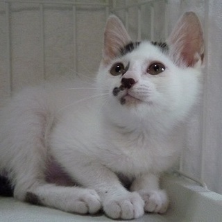 貰ってください！生後3ヶ月オス！