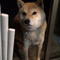 ４歳の柴犬の里親様募集中！