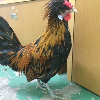 生後４か月オスのチャボです。