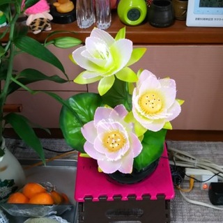 日中も見て頂ける方で探してます。