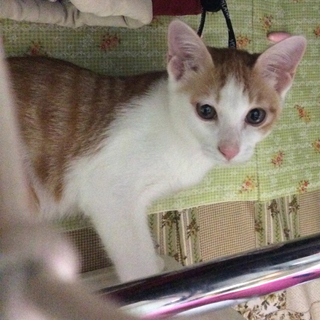 薄茶のトラ猫♂　シャイなあまえんぼう