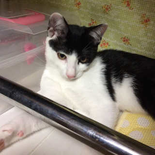 白黒猫♂　海賊のアイパッチ風柄