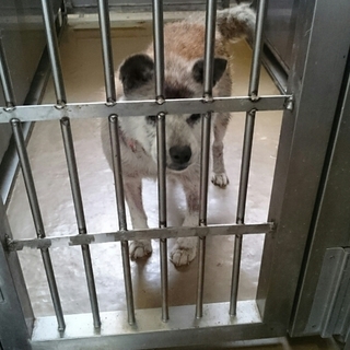 人恋しいｱﾚﾙｷﾞｰのある老犬