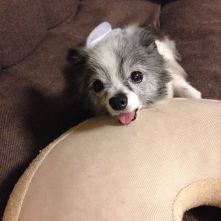 かわいいほのぼのパピヨン