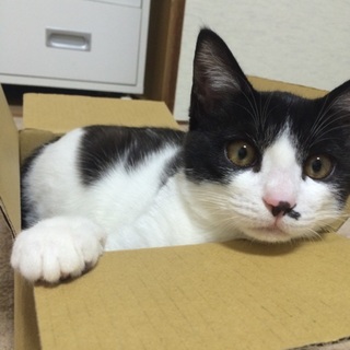 10ヶ月のはちわれ猫