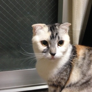 ※応募殺到一時募集中断。血統書付き。