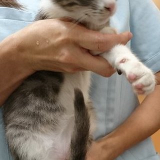 グレー白メス＆黒白オスの兄妹２匹で！