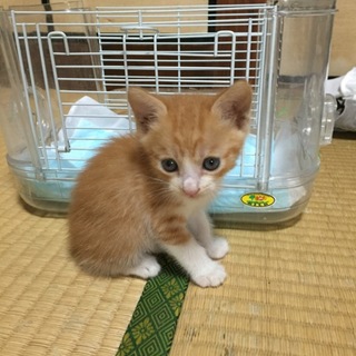 (募集停止中）こ猫の里親に成ってください
