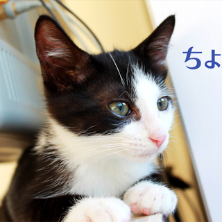 生後２ヶ月。抱っこおねだり３姉弟♪