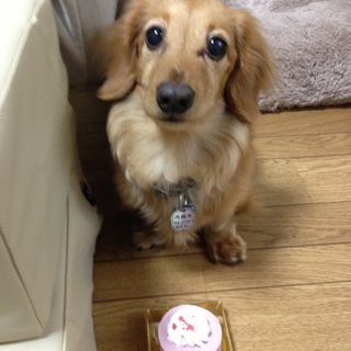 ｢長期預りしてくださる方｣ダックス♂