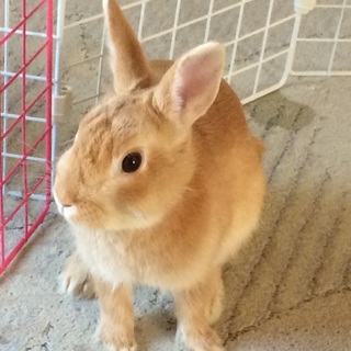 ネザーランド2匹 男の子、女の子