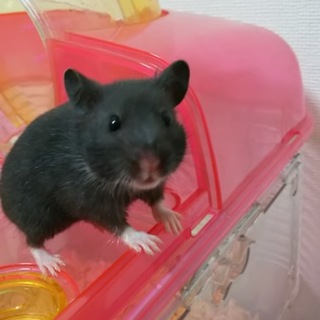 ゴールデンハムスター産まれました！