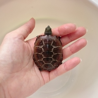 ゼニガメさん里親「決定しました」