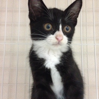 はちわれタキシード人好き猫好き2ヵ月男の子