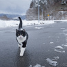 4年ぶりなの、また家猫になれるかな。（うた） サムネイル2