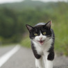 4年ぶりなの、また家猫になれるかな。（うた） サムネイル3