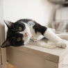4年ぶりなの、また家猫になれるかな。（うた） サムネイル5