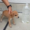 淡路の子犬です その１ 