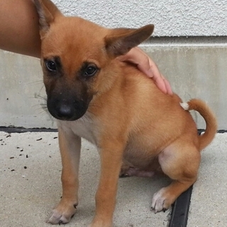 淡路の子犬です その２