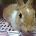 ミニウサギ里親募集