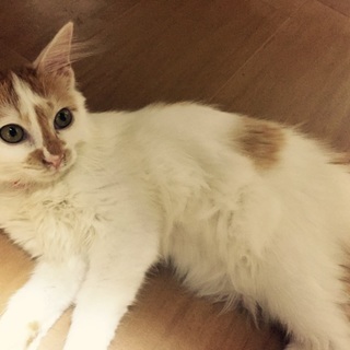 可愛がってあげてください(^_^)