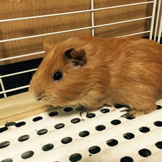 モルモット募集⭐︎