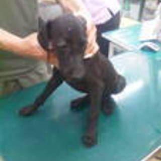 ボルゾイ×ワイマラナ素敵な里親様に巡り会いました