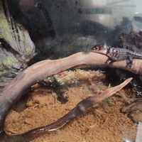 リュカ、リュビ