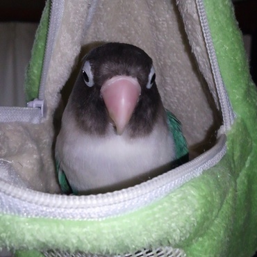 ぶりたん行方不明！捜索したらモモンガのポーチの中に！自分のお家と勘違い中のぶりたんw