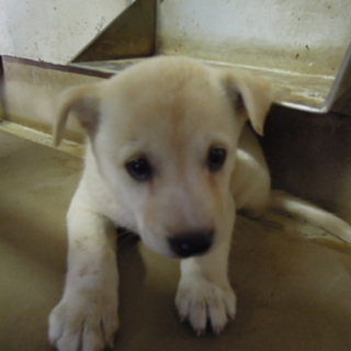 緊急募集！！生後2～3ヶ月の元気な兄弟子犬
