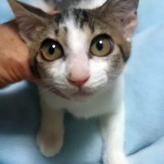 猫会の猫＊健康な3ヶ月男の子＊抱っこ大好き