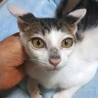 猫会＊健康3ヶ月の男の子＊甘えん坊さん