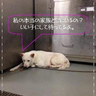 ◆白い毛並みの美人さん　しろこちゃん◆