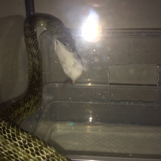 北海道産の青大将オスメス2匹募集　再募集