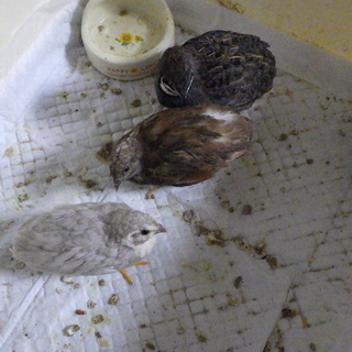 姫うずらのひなの里親さん募集します。