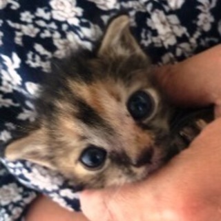 いろはちゃん　サビ柄の女の子　１か月くらい