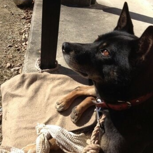  JASMINEのカバー写真