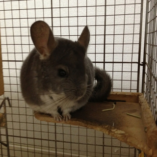 チンチラ里親募集