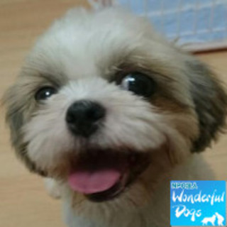 「ピーチ姫」推定10ヶ月♀