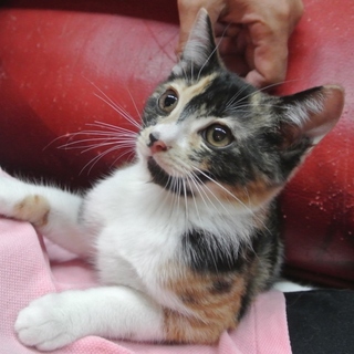 初心者おすすめ、ベタなれ、るびちゃん、医療行為済