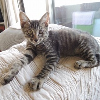 やんちゃなガキ大将　とと君！