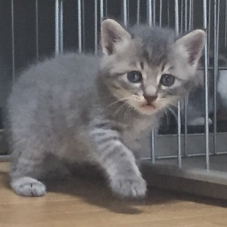 グレートラ 男の子 鍵尻尾