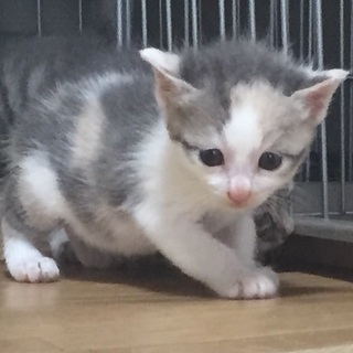 パステル三毛 女の子