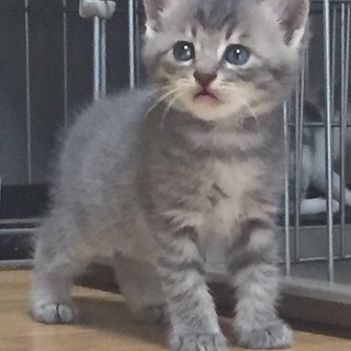 グレートラ 男の子 