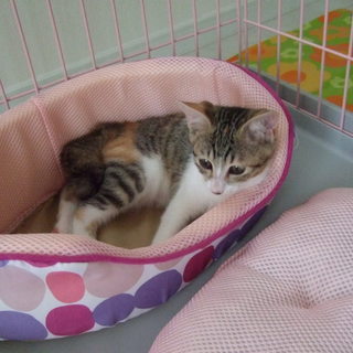 子猫の三毛ちゃん里親募集