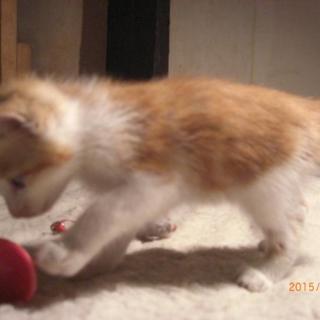 ２ヶ月の茶白君